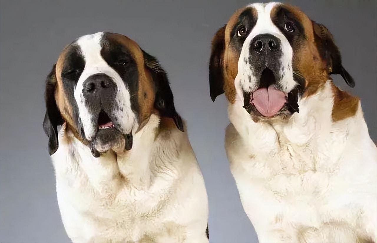 圣伯纳犬好养吗（详解：养圣伯纳犬的优缺点）