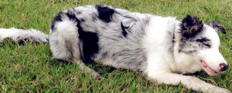 为什么养边牧的人很少