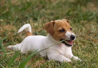 狗狗为什么吃草(人教狗狗吃东西)