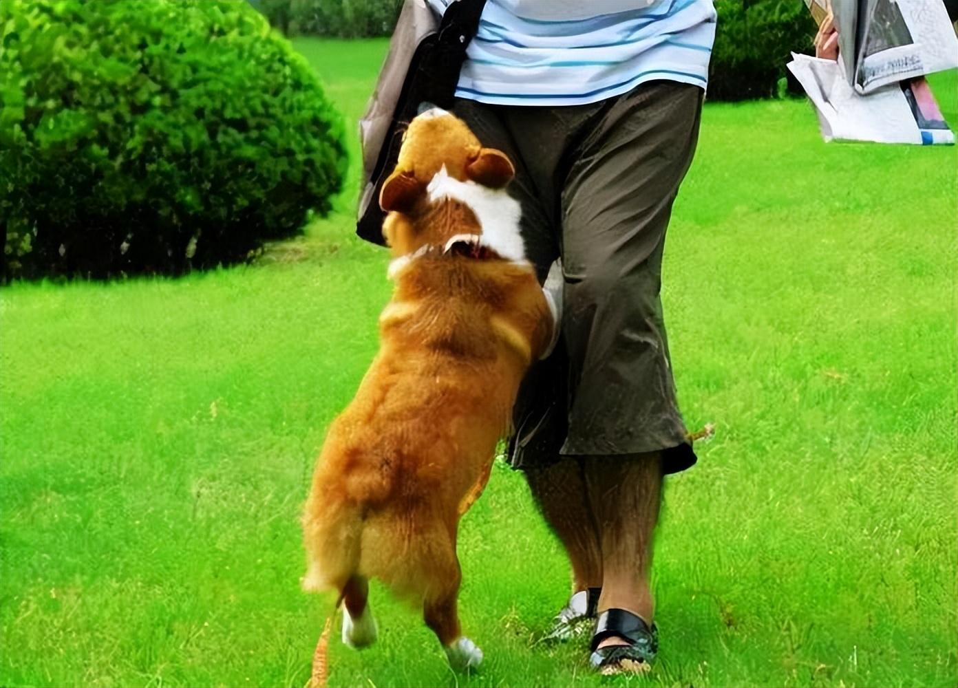 狗狗闻到主人来月经会怎样