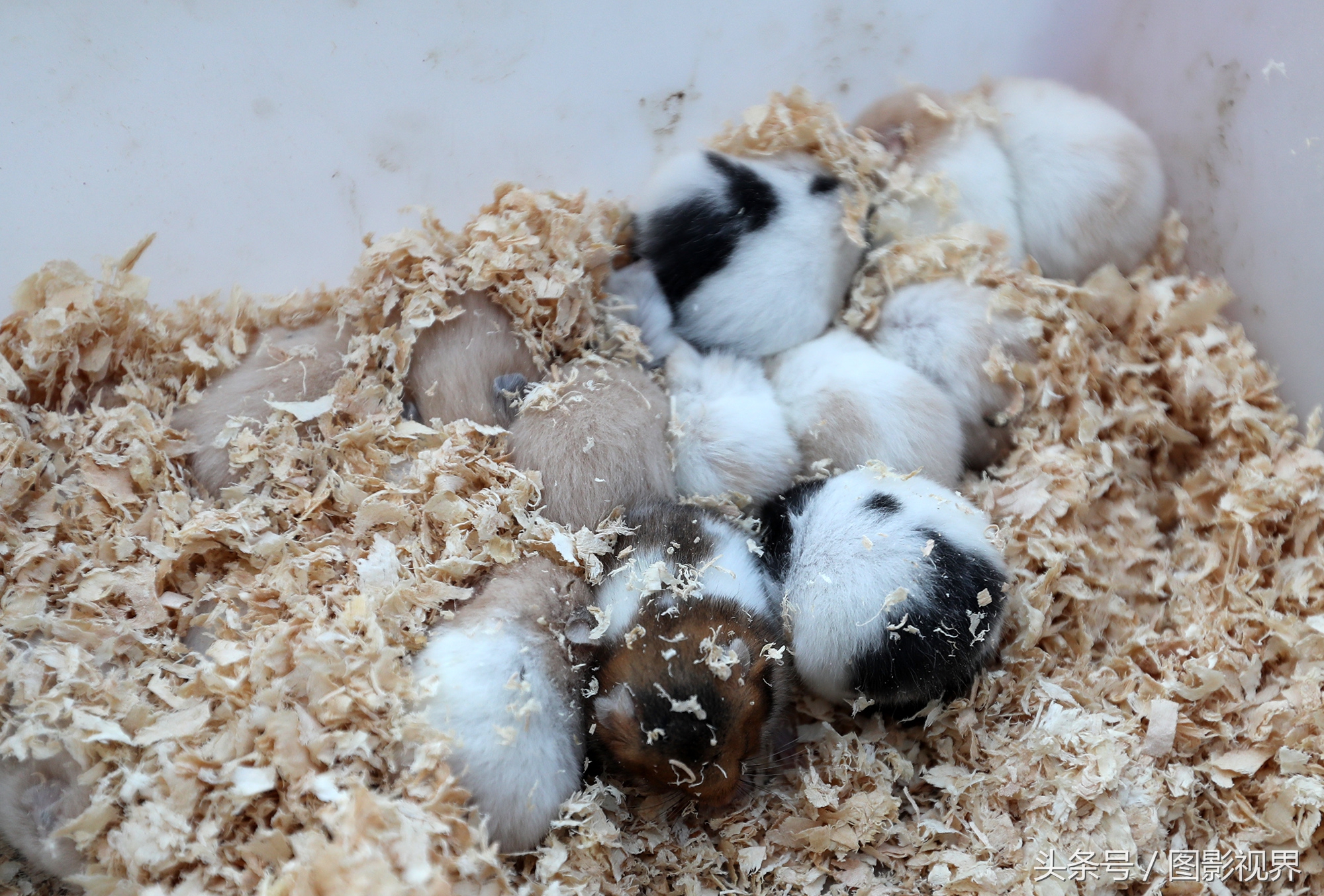 为何不建议仓鼠做宠物（注意：新手养仓鼠必知）