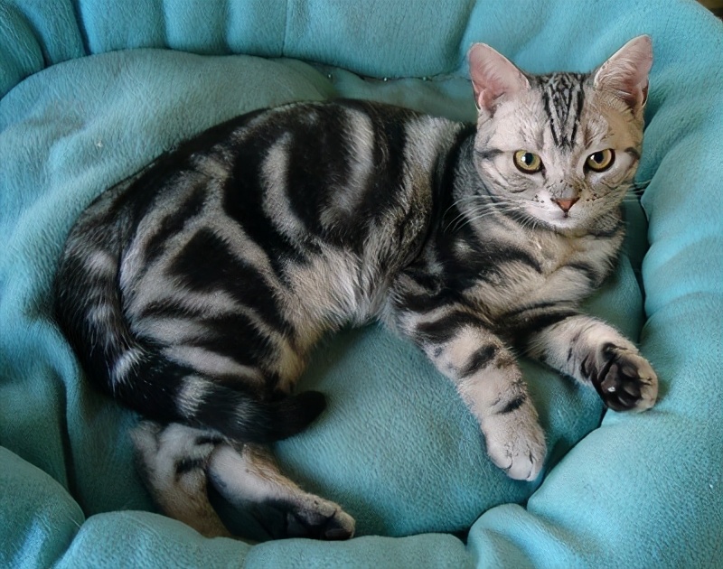 美短什么花纹最昂贵呢(附:美短最贵最值钱品相)