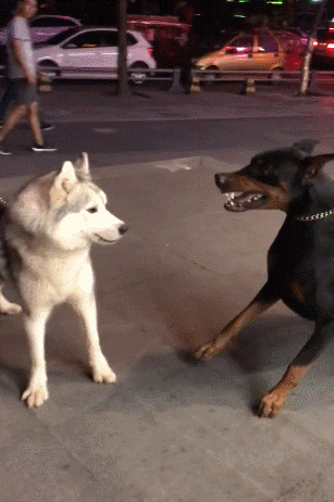 分享养杜宾犬的六大好处（杜宾犬好养吗）