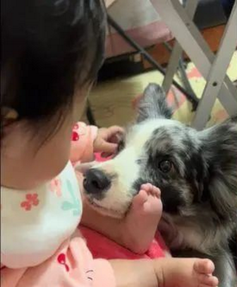 牧羊犬眼里只装得下小主人：你也是我的小宝宝