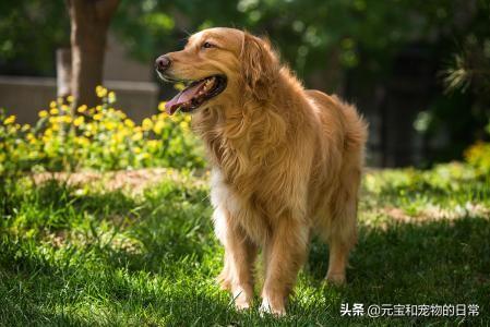 金毛犬喂养方法（金毛犬吃什么食物最好）