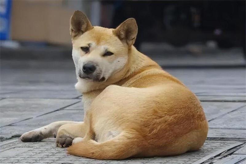 最便宜的狗品种价格一览表