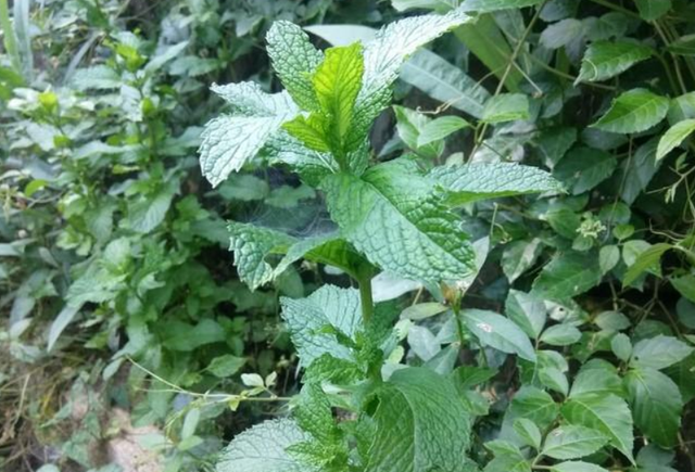 猫薄荷为什么让猫兴奋(猫为什么对薄荷兴奋)