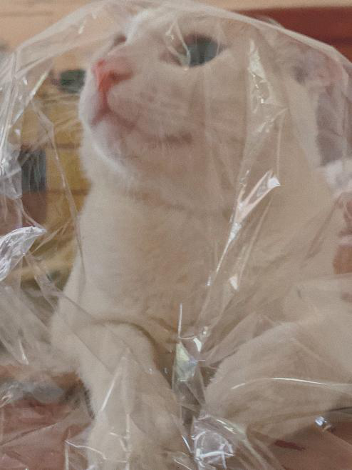 猫腹水有什么最好的办法治疗(腹水怎么快速排出体外)