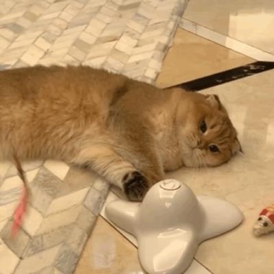 猫咪舔主人的手脚是什么意思