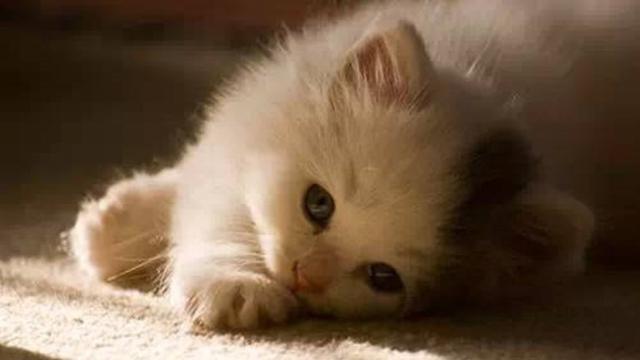 怎么判断猫咪是否发烧(如何分辨猫咪是否发烧)