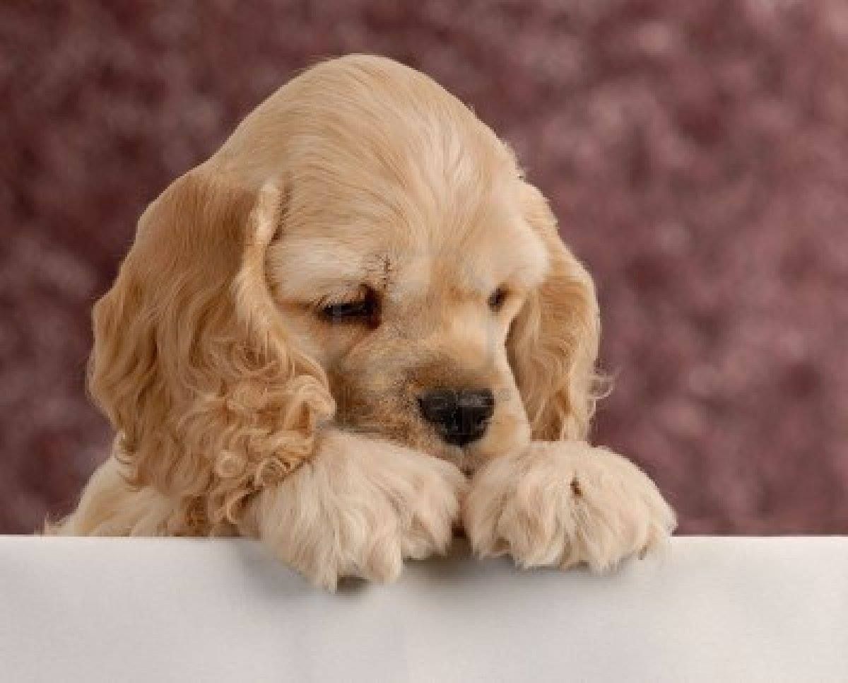 可卡犬为什么没人养（了解养可卡的好处与坏处）