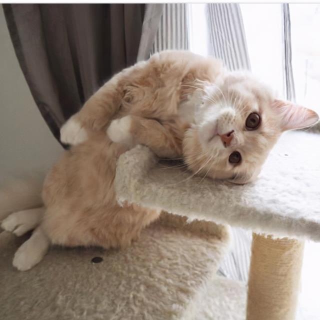 推荐猫咪几类用的感冒药