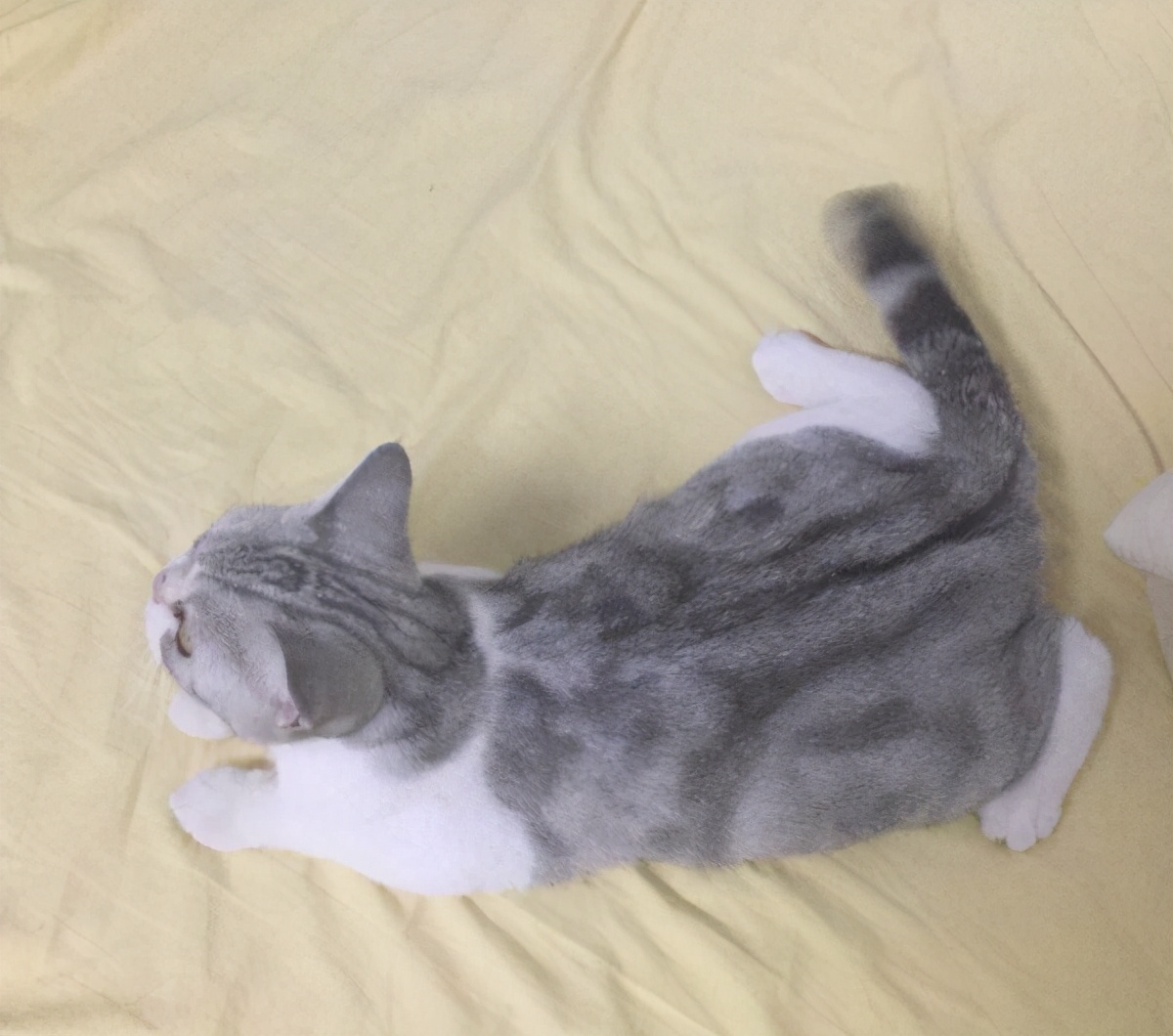 美短什么花纹最昂贵呢(附:美短最贵最值钱品相)