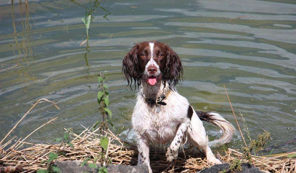 史宾格犬适合家养吗（建议你养史宾格犬的5大原因）