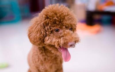 泰迪极度恐惧的表现（泰迪内心的几个痛点）