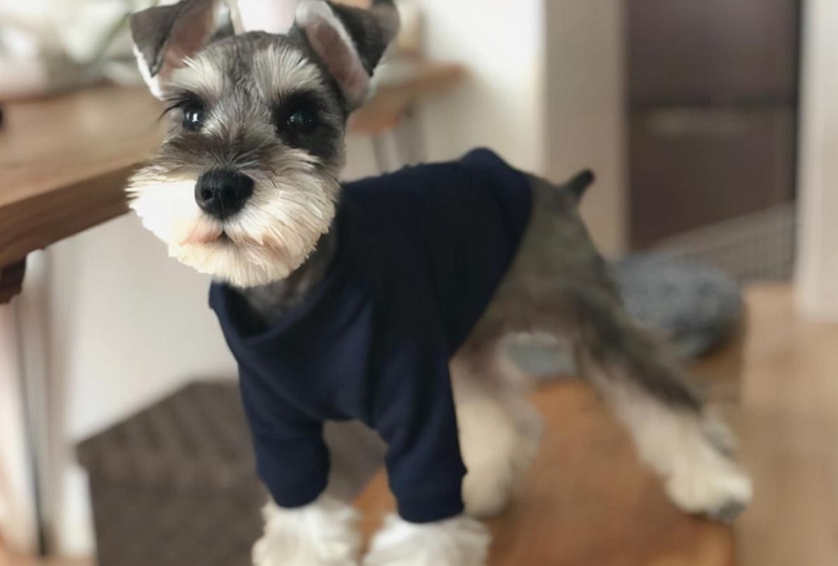 第一次养什么狗比较好（适合新手养的狗狗推荐）