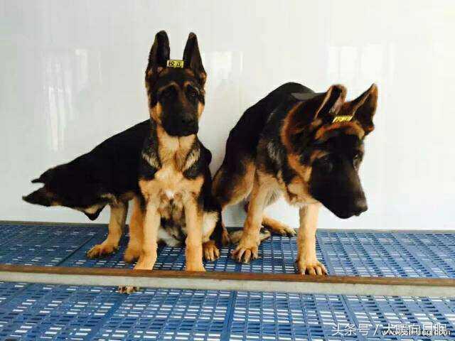 德牧幼犬怎么养才好呢（附：养德牧幼犬最佳方法）