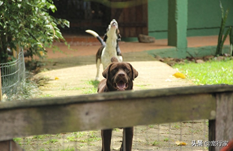 狗狗脑子每天在想什么（附：7件狗狗白天都会想的事情）