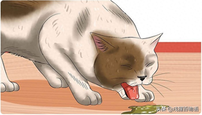 怎么判断是不是猫瘟（附：主人可以通过几个方式来判定）