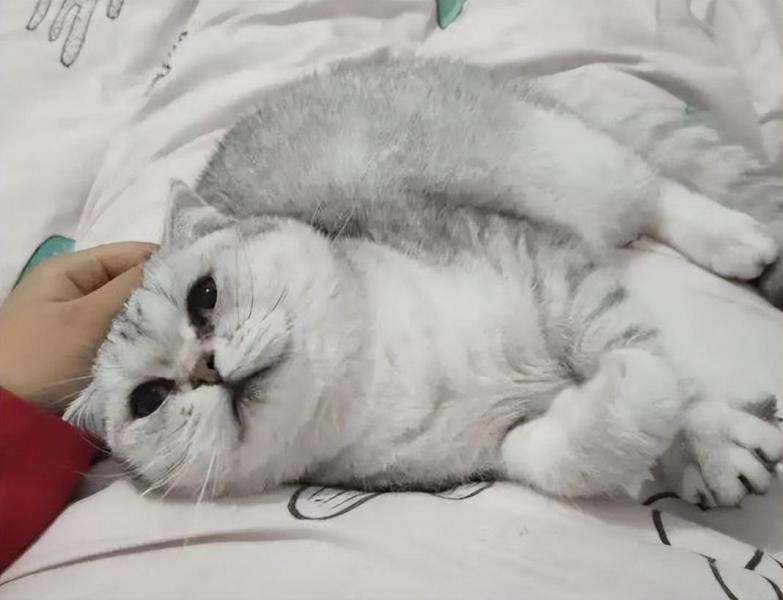 折耳猫为什么不能养一定会发病吗（半折耳和全折耳的区别）