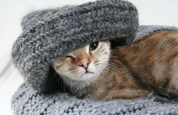 感冒和猫鼻支分不清，盖夫猫胺膏有效预防 