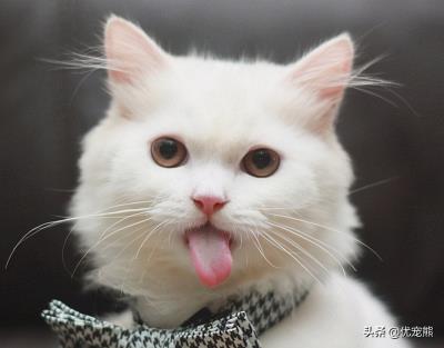 猫鼻子干怎么回事(猫咪鼻子干是怎么回事)