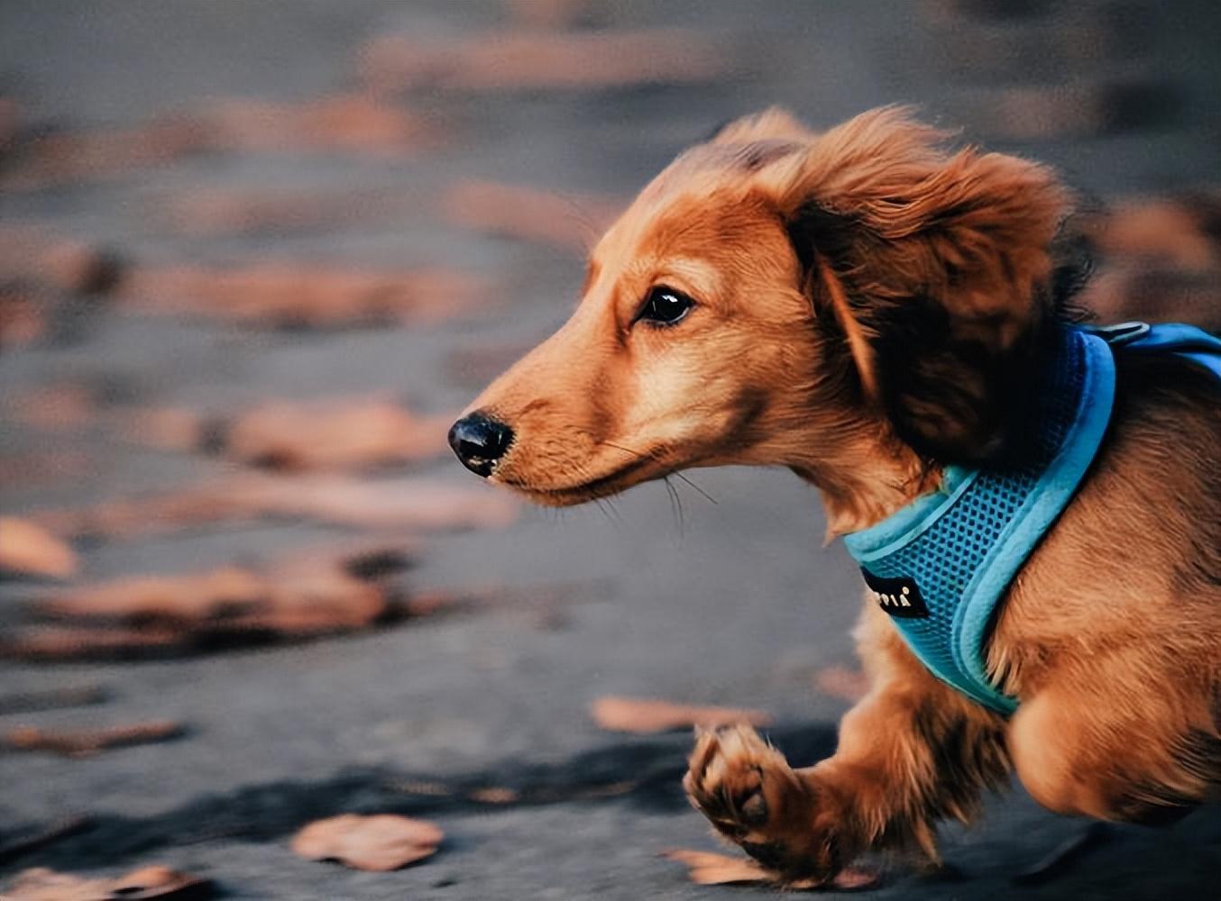 不养腊肠犬的7大原因(详解:腊肠犬为什么被禁养)