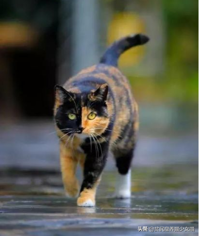 猫生几只最吉利民间说法(猫生了9只民间的说法)