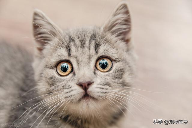 猫嗷呜声表达的含义