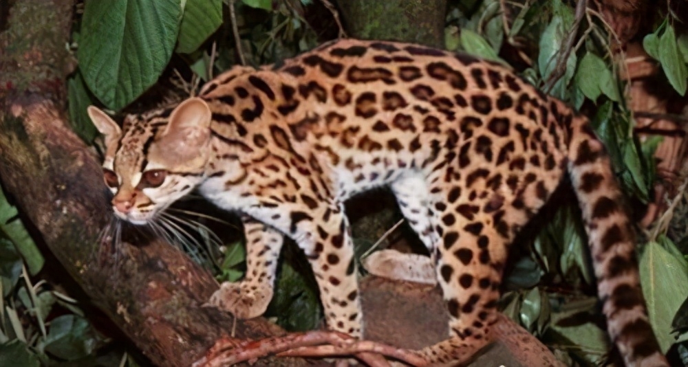 世界十大禁养名猫有哪些（附：不建议养的10种违法猫咪）