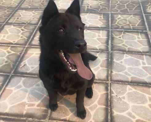 五黑犬优缺点(五黑犬是一种活泼、友善和聪明的狗种,具有以下优点)