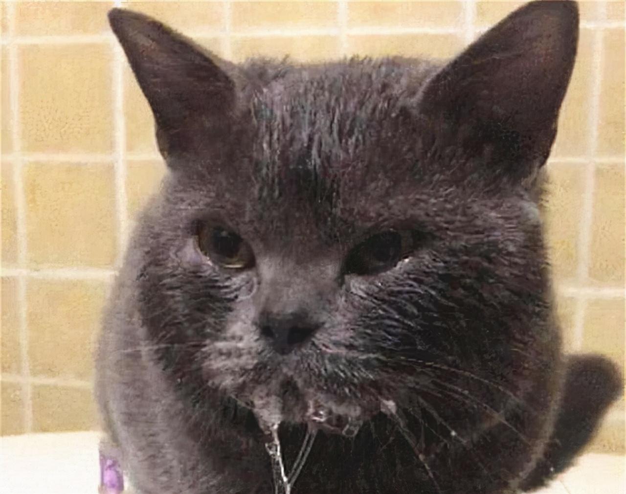 猫目光呆滞躺着不动不吃不喝怎么办(猫没精神一直睡觉眼神呆滞厌食)