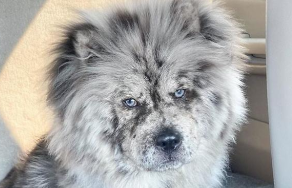 毛色稀有的帅气松狮犬，侧脸看是霸气小狮子，实际上超可爱