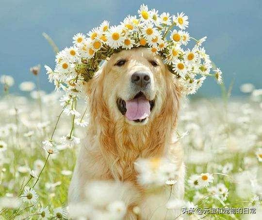 金毛犬喂养方法（金毛犬吃什么食物最好）