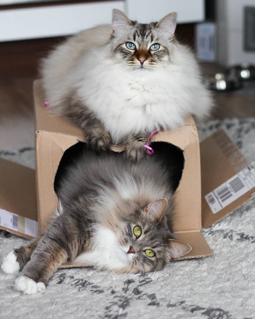 母猫乱拉乱尿是什么情况（详解：母猫乱尿的原因）