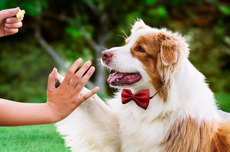 小狗喜欢靠近人的原因（详解：狗狗来报恩的6个预兆）