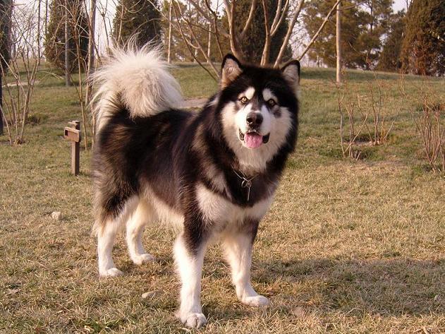 城市允许养的护卫犬介绍（什么狗最护主但不禁养）