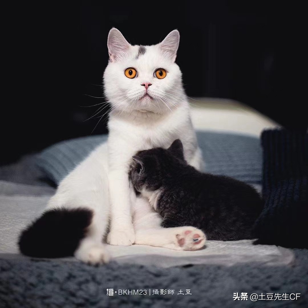 如何帮猫主子揉肚子催产（附：持续努力40分钟生不出为难产）