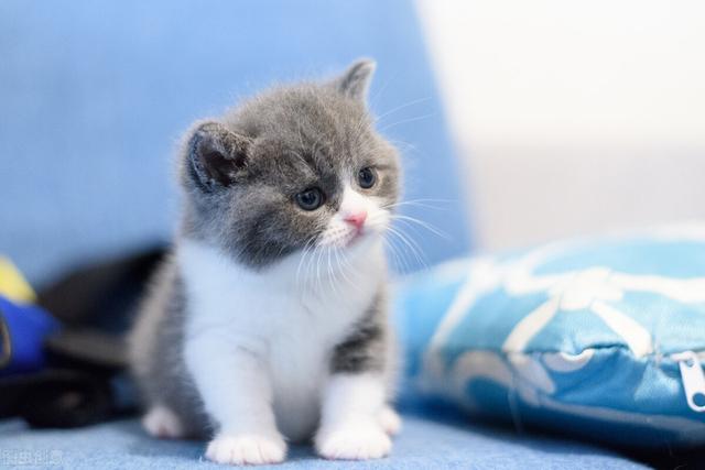 怎么知道猫咪有没有怀孕(怎样判断猫咪是否怀孕)