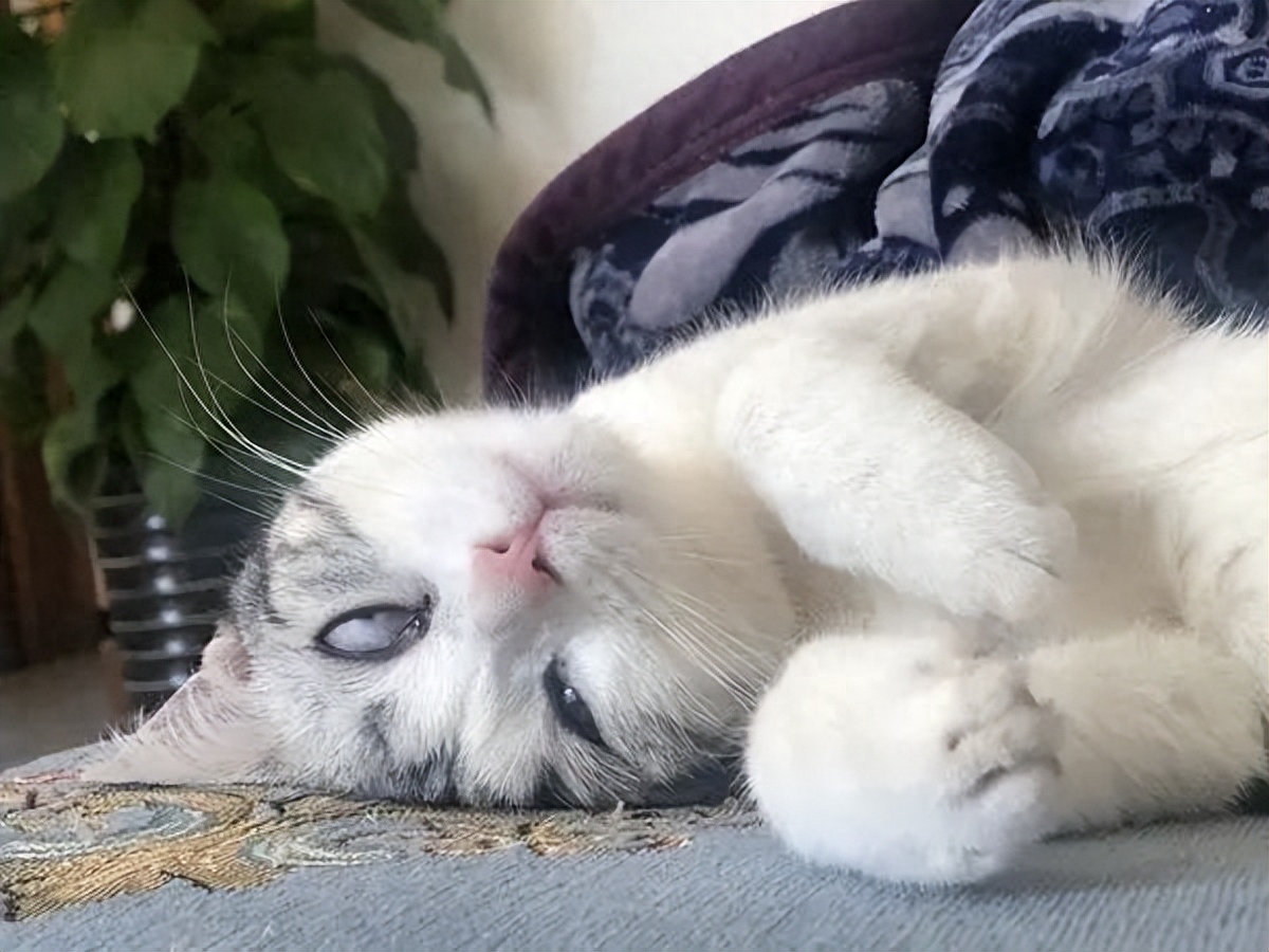 猫咪能吃蓝莓吗（附：猫能吃的果蔬红黑榜大合集）