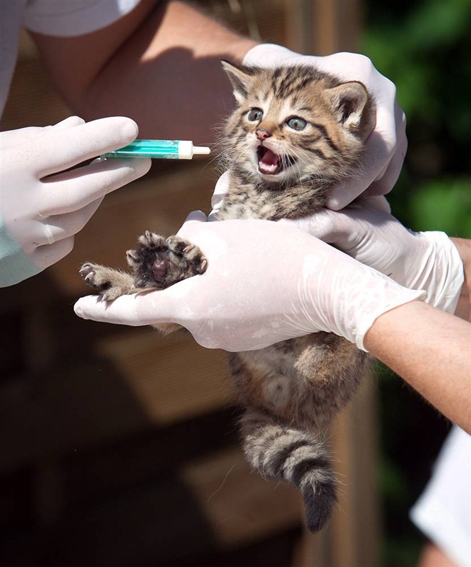 小猫出生几周可以加辅食呢（附：适合幼猫添加的辅食）