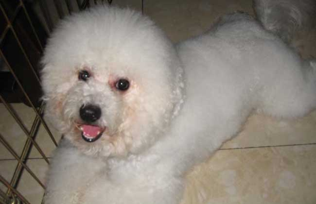 比熊智商高低不稳你都知道那些