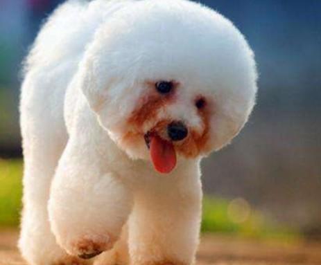 教你判断泰迪是小体还是大体（附：泰迪狗一生认几个宠主）