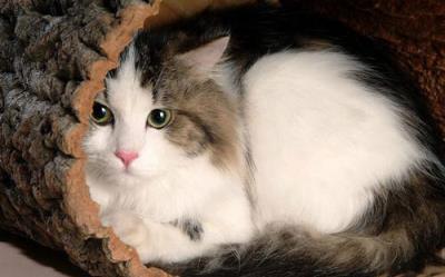 （小）猫感冒症状能自愈吗