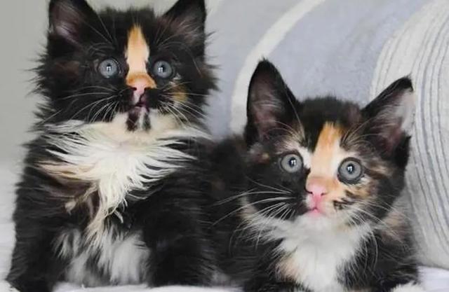 被遗弃的猫咪姐妹花幸运地被救出后,和牧羊犬交朋友 被遗弃的猫咪姐妹花幸运地被救出后,和牧羊犬交朋友