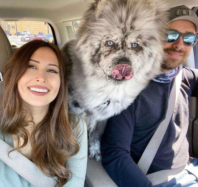 毛色稀有的帅气松狮犬，侧脸看是霸气小狮子，实际上超可爱