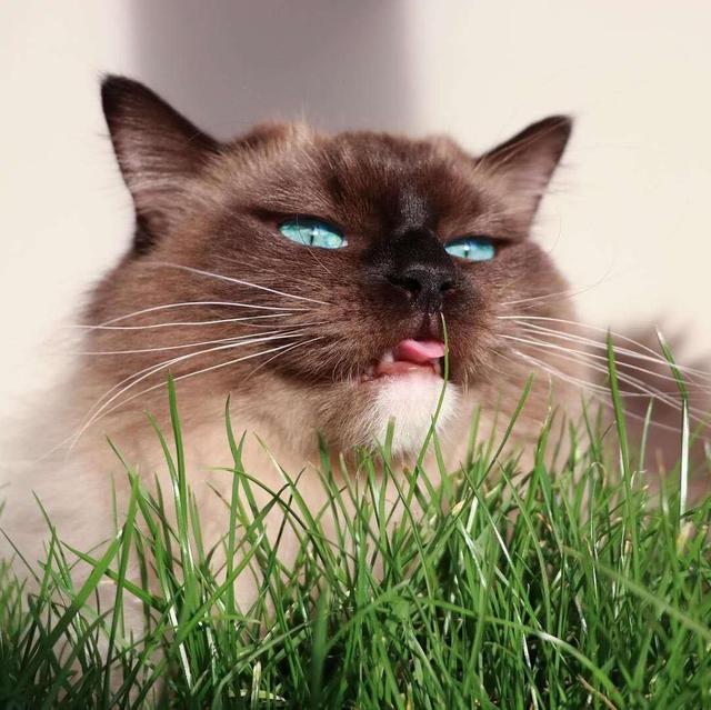 猫草多久吃一次比较好(猫草多久吃一次合适)