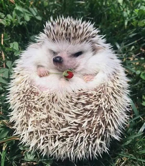 适合小孩子养迷你宠物推荐（小孩养什么宠物最安全）