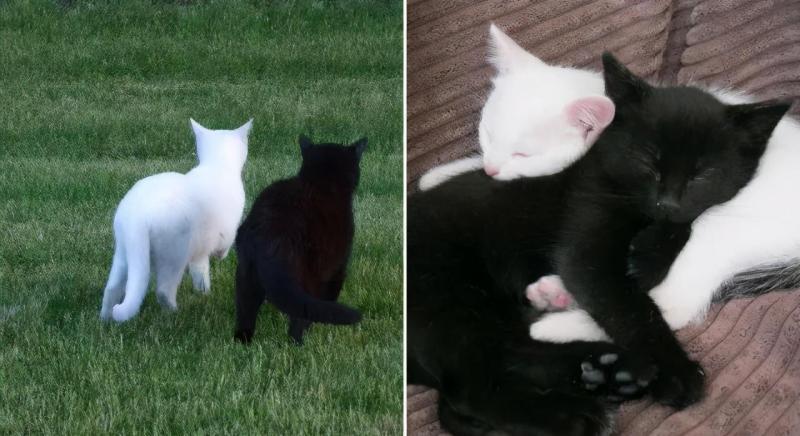 治愈人的猫咪图片合集（盘点抖音最火的猫猫头像）