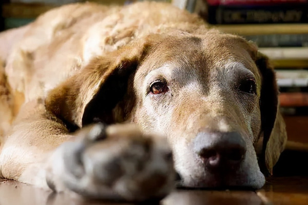 狗狗临死前有哪些明显的特征（附：狗接近生命终结时的十几种提示）
